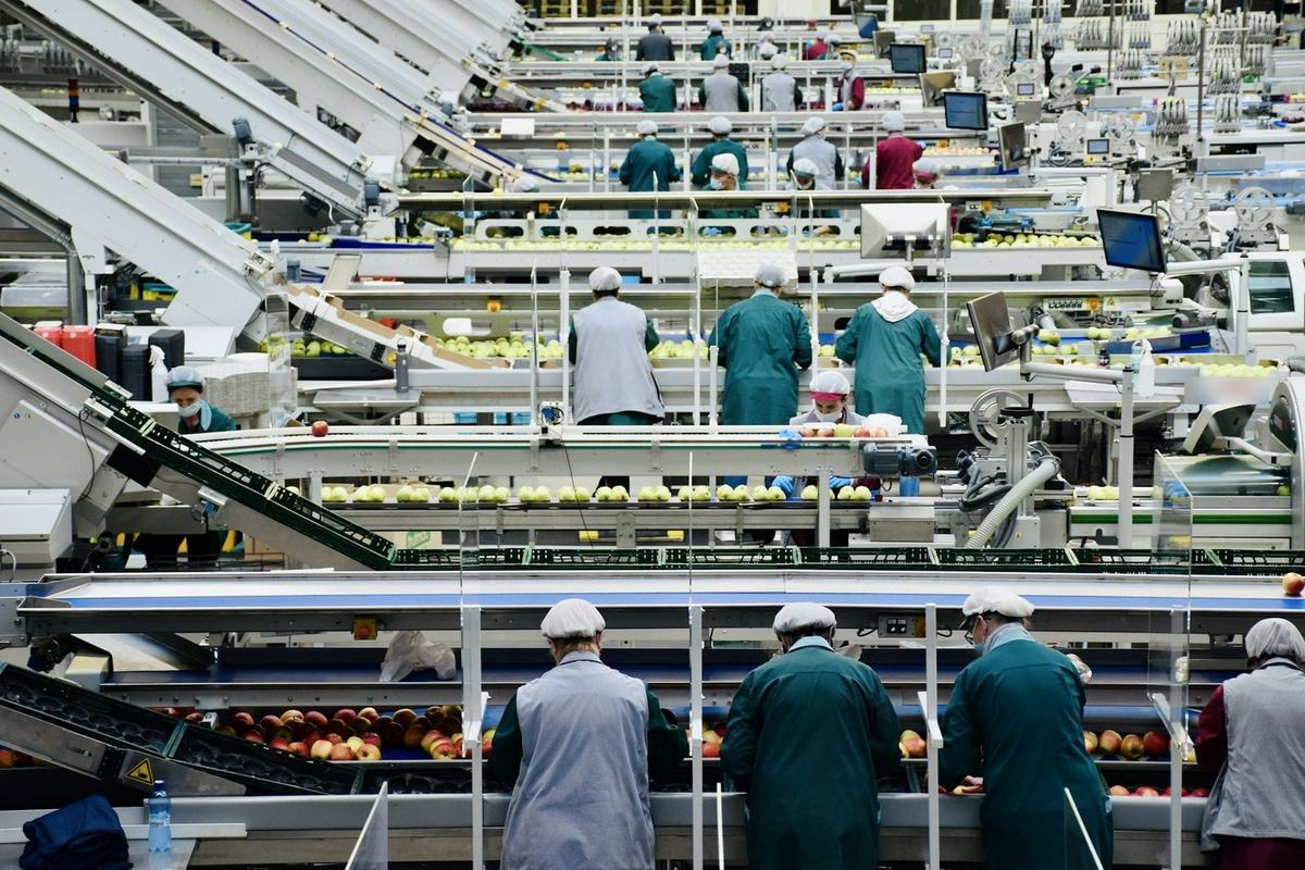 Linia produkcyjna w hali, operatorzy widoczni od tyłu